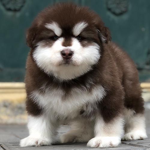 Chó Alaska nâu đỏ trắng 3 tháng tuổi siêu đáng yêu