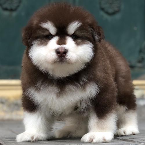 Chó Alaska con mũm mĩm lông nâu trắng đứng nghiêm