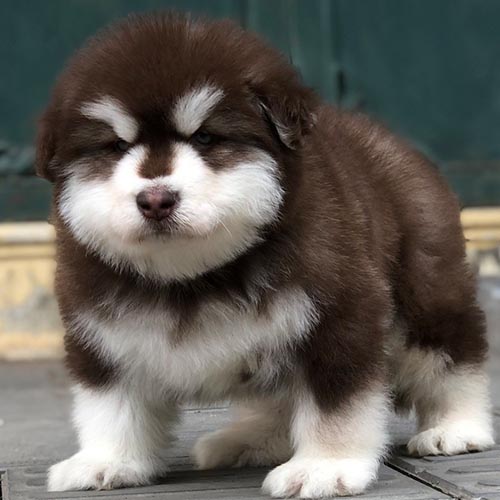 Chó Alaska Malamute với bản năng hú thay vì sủa