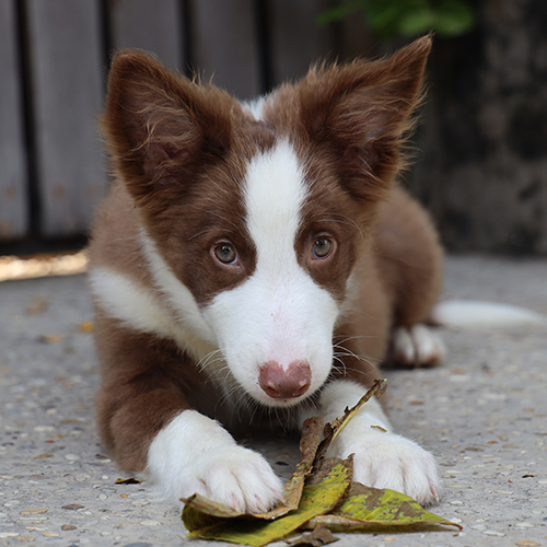 Chó Border Collie nâu đỏ con đang nằm nghịch lá