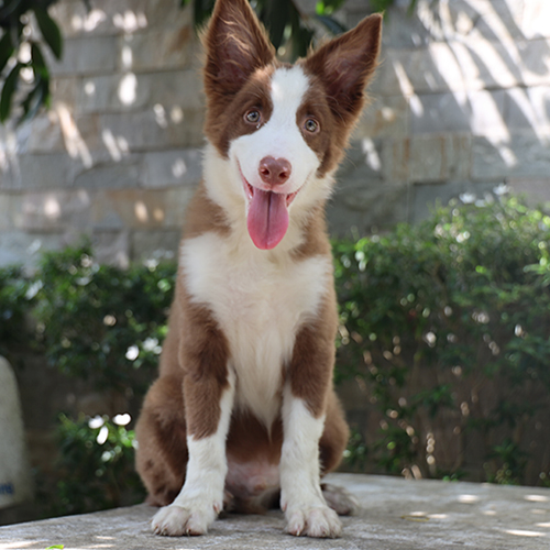 Chó Border Collie nâu đỏ thuần chủng ngồi thè lưỡi