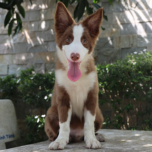chó Border Collie nâu đỏ thuần chủng ngồi ngoan, lưỡi thè ra, nhìn camera dễ thương