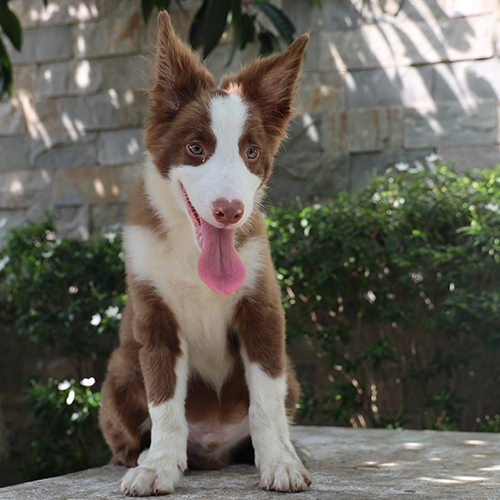 Chó Border Collie thông minh, thân thiện và có khả năng giữ nhà tốt.