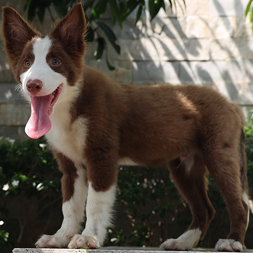 hó Border Collie lưỡi dài, đứng dưới nắng với vẻ ngoài lanh lợi.