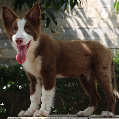 Chó Border Collie màu nâu đỏ được chải lông kỹ để giữ bộ lông mượt và sạch