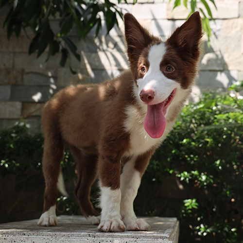 Border Collie lông ngắn màu nâu đỏ trắng đứng ngoài trời