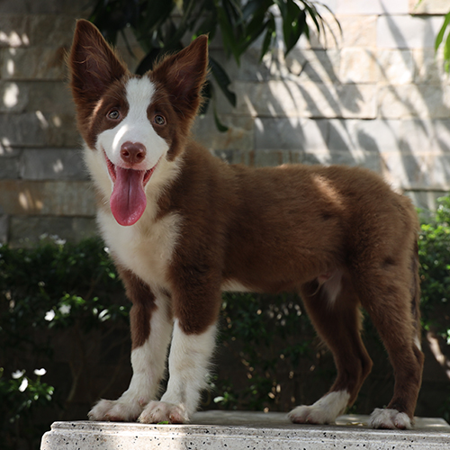 Chó Border Collie nâu đỏ thuần chủng lông ngắn đứng ngoài trời