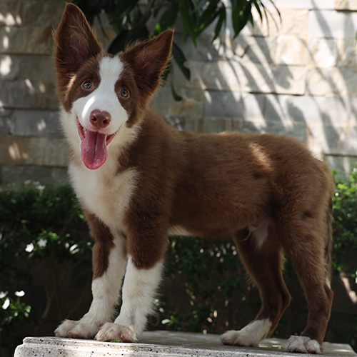 Chó Border Collie nâu đỏ thuần chủng đứng ngoài trời