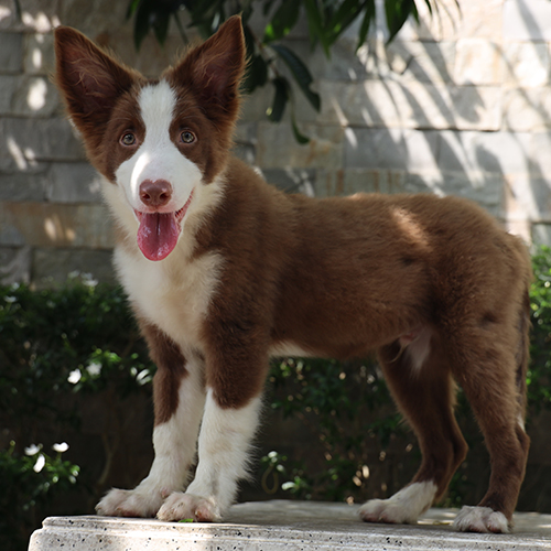 Chó Border Collie nâu đỏ đứng nghiêng thông minh, đôi tai dựng thẳng
