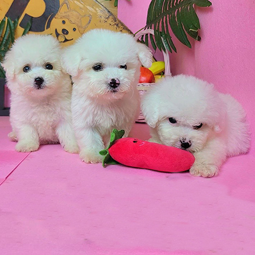 Đàn Poodle trắng đáng yêu chơi đùa cùng đồ chơi.