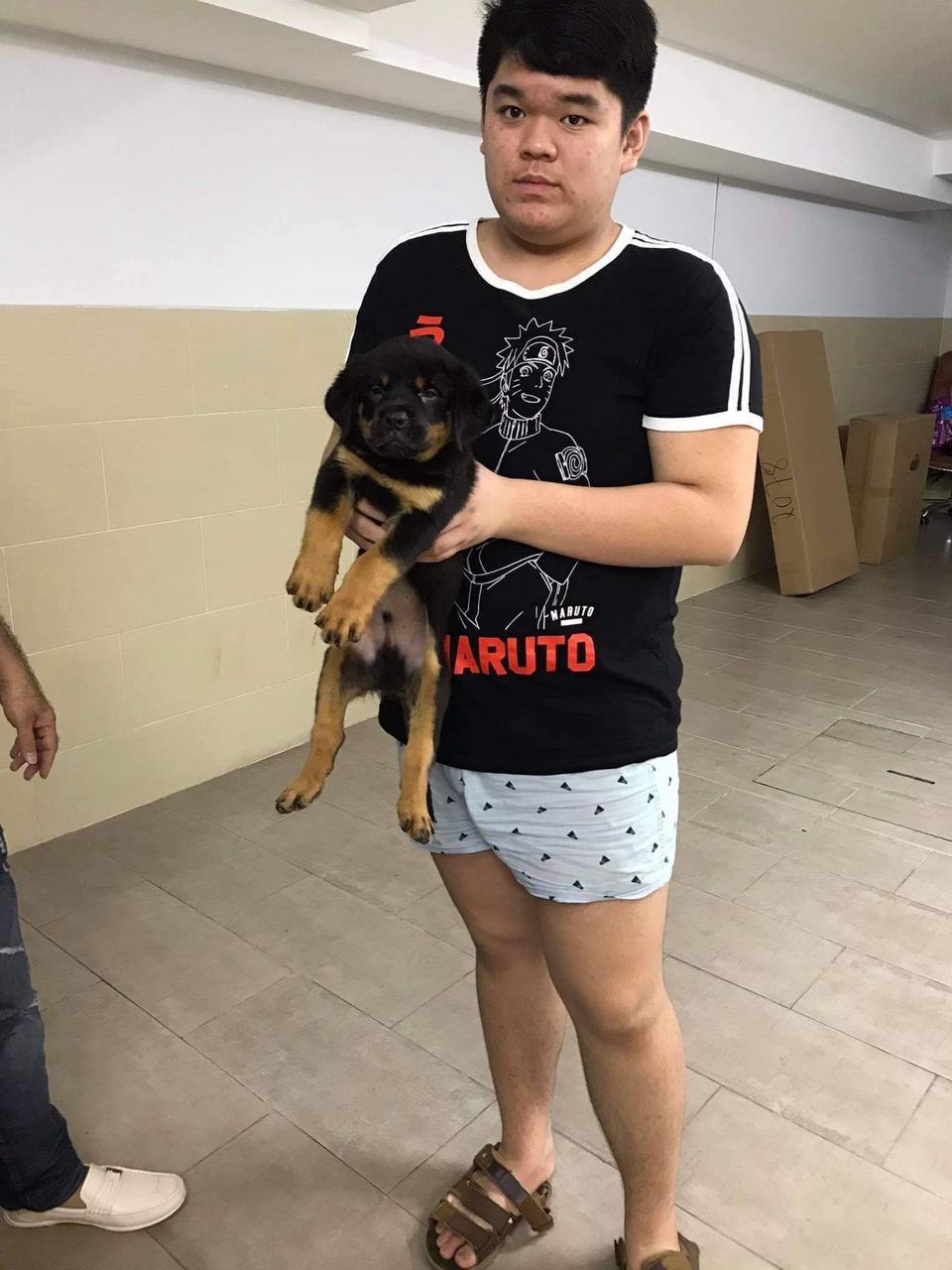 Các giống Rottweiler lai khác Các giống Rottweiler lai khác