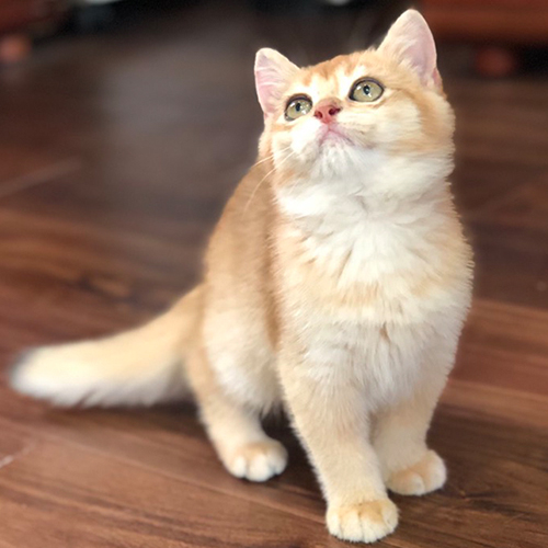 Mèo Anh lông ngắn Golden NY11 với bộ lông vàng óng.
