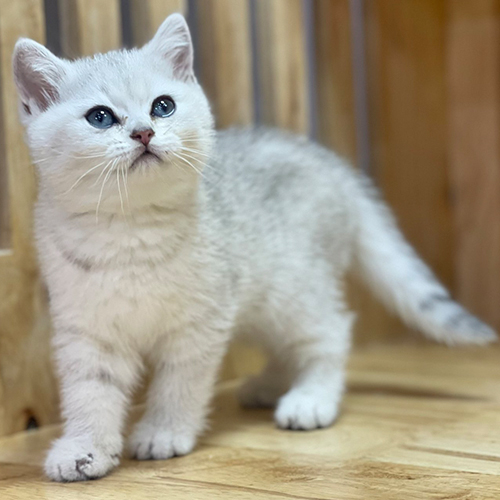 Mèo Anh lông ngắn Silver dễ thương.