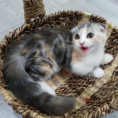 Mèo Munchkin Scottish chân ngắn tai cụp màu tam thể đáng yêu