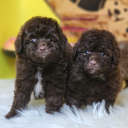 Hai chú chó Poodle con lông nâu chocolate đáng yêu trên thảm trắng.
