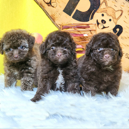 Ba chú chó Poodle con lông nâu chocolate và cafe au lait đáng yêu.