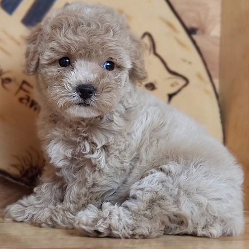 Chó Poodle con lông vàng mơ mềm mại với ánh mắt đáng yêu.