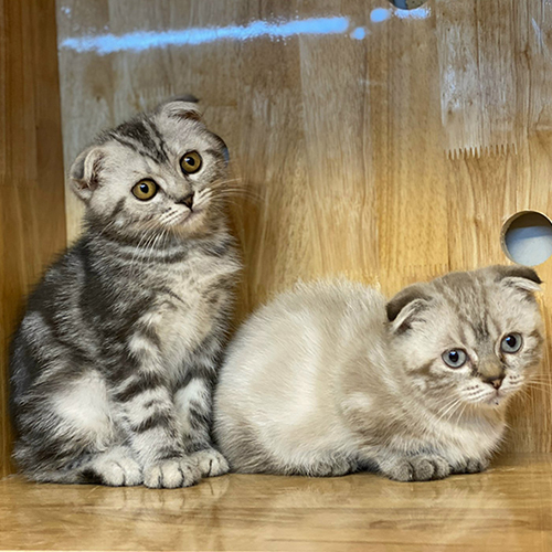 Hai chú mèo Scottish Fold con, lông vằn xám và kem, tai cụp, mắt tròn đáng yêu.