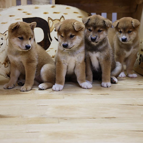Bốn chú chó Shiba Inu con thuần chủng, được bán tại Chomeocanh.com với đầy đủ giấy tờ và bảo hành