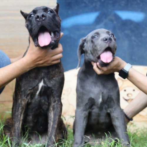 Hai chó Cane Corso ngồi cạnh nhau, lưỡi thè, thể hiện sự lanh lợi và sức mạnh.