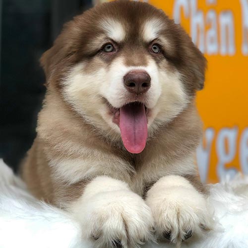 Alaska Malamute với cơ thể to lớn, cơ bắp vạm vỡ và bộ lông dày đặc trưng.