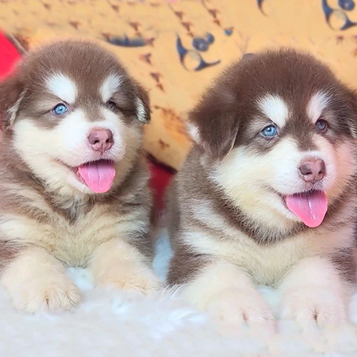 Hai chó Alaska con nâu đỏ đôi mắt xanh nằm cạnh nhau