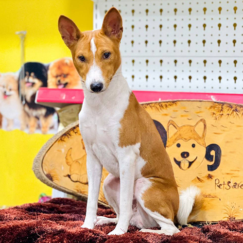 Chó Basenji vàng trắng trưởng thành có giấy tờ chứng nhận đầy đủ