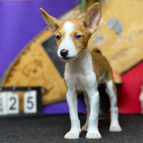 Chó không sủa Basenji vàng trắng thuần chủng đứng nghiêm trang