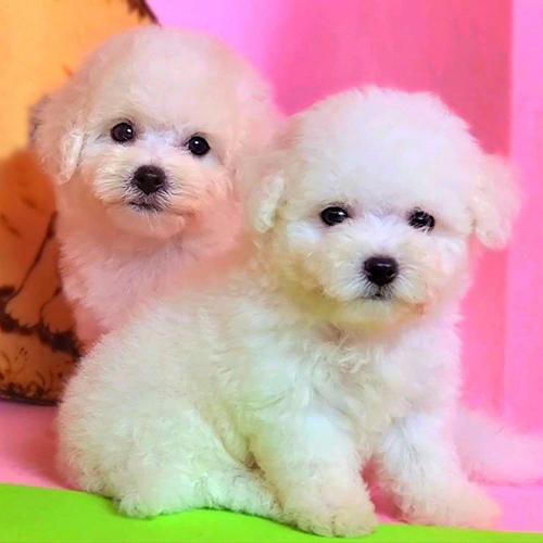 Hai bé chó Bichon Frise trắng với vẻ ngoài khỏe mạnh và đáng yêu