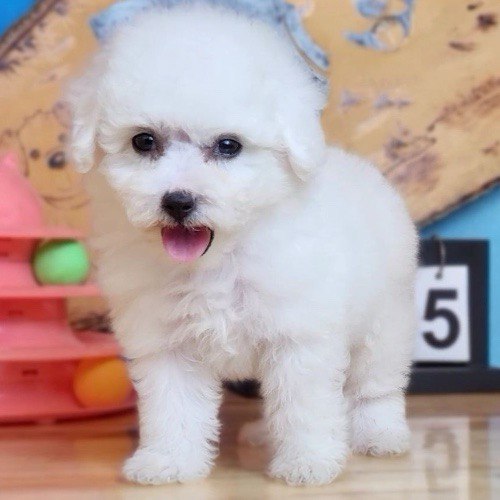 Chó Poodle Tiny trắng dễ thương, kích thước nhỏ gọn, phù hợp nuôi trong gia đình và không gian sống nhỏ.