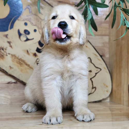 Chó Golden con liếm mép đáng yêu trước nền gỗ sáng