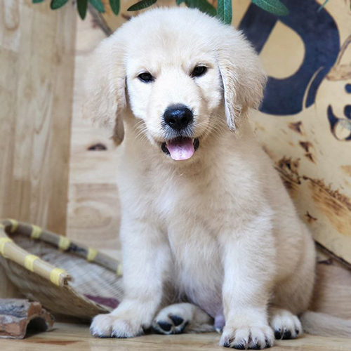 Chó Golden Retriever con 3 tháng tuổi lông kem, ngồi trong nhà