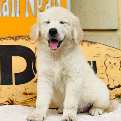 Chó Golden Retriever con 3 tháng tuổi lông trắng đang cười nhắm mắt