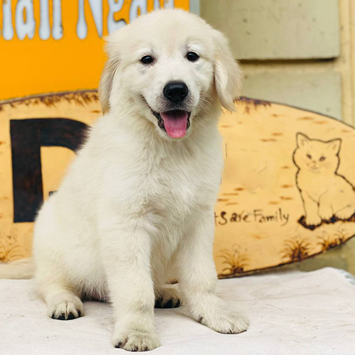 Chó Golden màu kem tươi cười rạng rỡ trong sân nhà