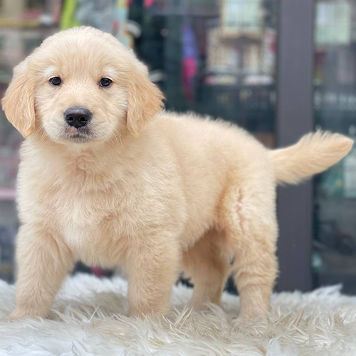 Chó Golden Retriever con thuần chủng đứng trên thảm trắng