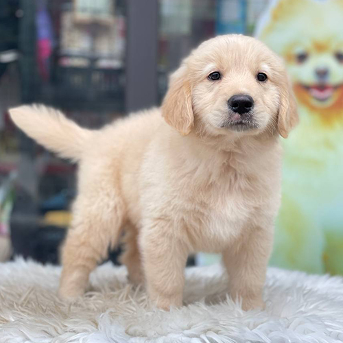Chó Golden đứng vững, chân trước thẳng, cổ chân chắc khỏe