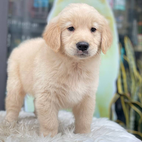 Chú chó Golden Retriever con đứng nhìn chăm chú như đang chờ lệnh từ chủ