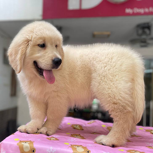 Chó Golden thuần chủng với hai chân sau cơ bắp, dáng đứng cân đối