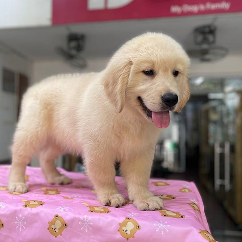 Chú chó Golden trắng kem đứng trên bàn phủ khăn hồng