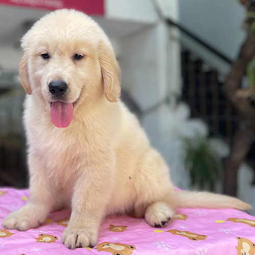 Golden Retriever đực lông trắng kem ngồi, lưỡi thè hồng, dáng chuẩn form