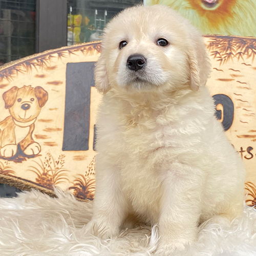 Chó Golden Retriever con lông trắng kem, ngồi trên thảm lông, dáng tròn trịa