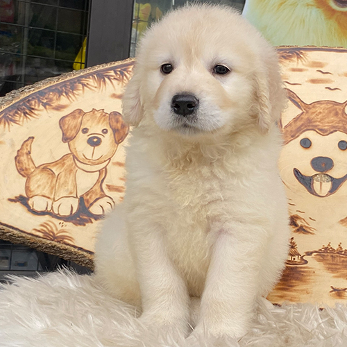 Chó Golden con thuần chủng ngồi trước bảng nền hình chó hoạt hình