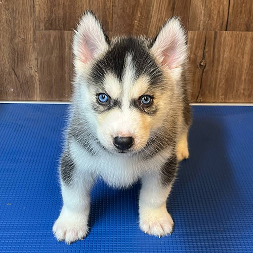 Chó Husky con mắt hai màu, lông đen trắng, đứng trên thảm xanh