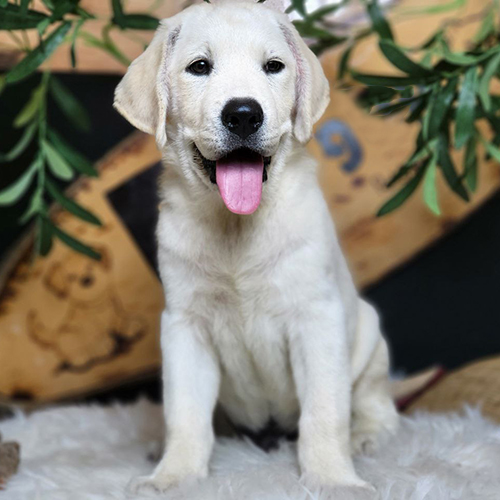 Chó Labrador trắng thè lưỡi ngồi trên thảm lông
