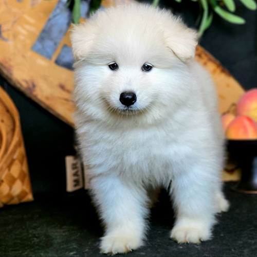 Chó Samoyed con lông trắng đứng trên nền đen, bên cạnh là đồ trang trí
