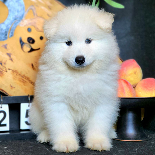 Chó Samoyed con ngồi yên tĩnh, lông trắng mịn, ánh mắt sâu