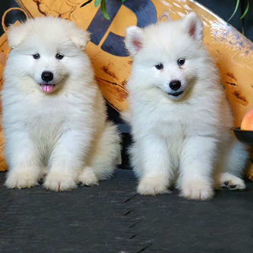 Hai chú chó Samoyed con lông trắng đang ngồi cạnh nhau trên nền tối