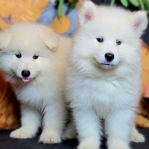 Hai chú chó Samoyed con lông trắng tinh đang đứng cạnh nhau trong quá trình xã hội hóa và huấn luyện