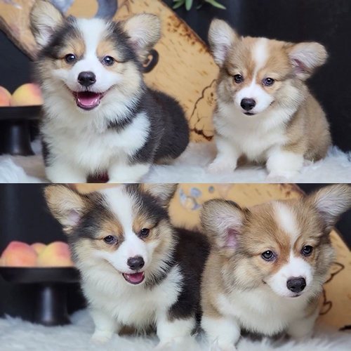Hai chú chó Corgi thuần chủng đáng yêu tại Chomeocanh.com.