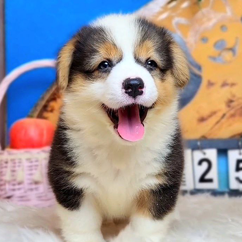 Chó Corgi cái màu tricolor đang lè lưỡi tạo dáng siêu đáng yêu